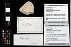 Foto (Objekt + Etikett) von Pithonoton sp.  (NHMW-GEO-2014-0194-0270)